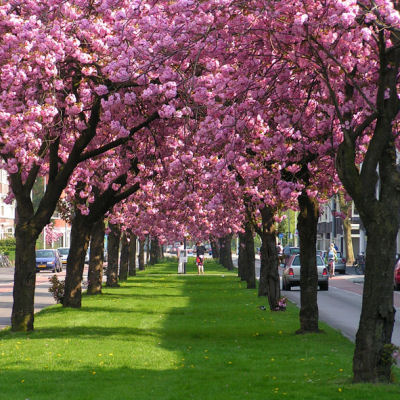 Prunus serrulata